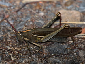 Yellow-lined grasshopper/Schistocerca flavofasciata