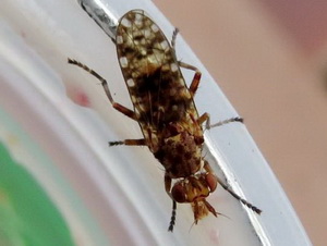 Marsh flies - Family Sciomyzidae