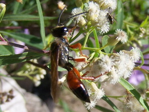Thread-waisted wasp/Sphex.sp.