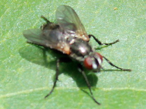 Grizzled woodlouse fly/Stevenia deceptoria