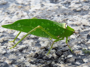 Long-horned katydid/Stilpnochlora sp.