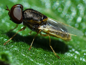 Soldier flies - Family Stratiomyidae