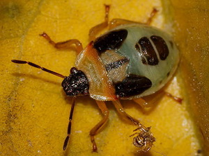 Stink bug/Supputius cincticeps