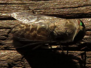 Horse flies - Family Tabanidae