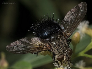 Bristle flies - Family Tachinidae