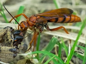 Spider wasp/Taschypompilus sp.