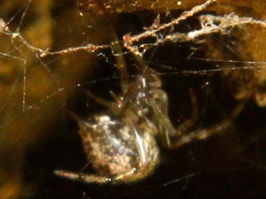 Cobweb spiders - Family Theridiidae