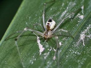 Cobweb spider/Theridion sp.