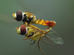 Hoverfly/Toxomerus sp.