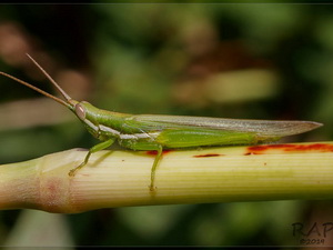 Spur-throated grasshopper/Tucayaca gracilis