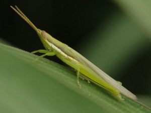 Spur-throated grasshopper/Tucayaca sp.