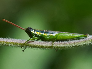 Spur-throated grasshopper/Stenopola puncticeps