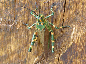Lubber grasshopper/Chromacris speciosa