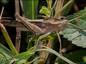 Lubber grasshopper/Xyleus discoideus