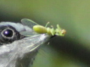 Minute green mantidfly/Zeugomantispa minuta