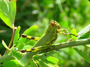 Lubber grasshopper/Zonpodia tarsata