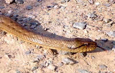 Culebra ocrácea