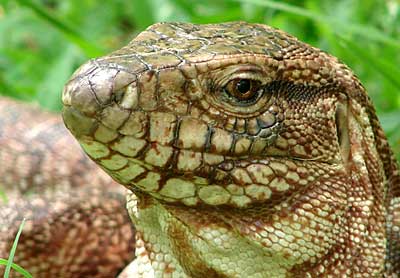 Lagarto colorado