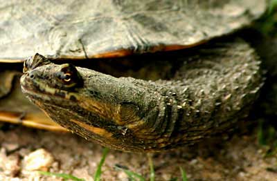 Tortuga cuello de serpiente