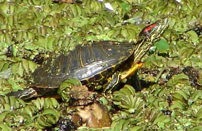 Tortuga de orejas rojas