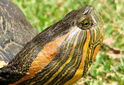 Tortuga pintada
