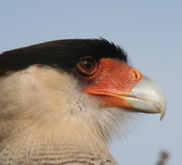 Carancho/Southern-crested Caracara Carancho/Southern-crested Caracara