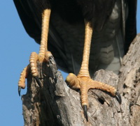 Carancho/Southern-crested Caracara Carancho/Southern-crested Caracara
