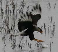 Carancho/Southern-crested Caracara Carancho/Southern-crested Caracara