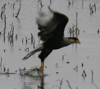 Carancho/Southern-crested Caracara Carancho/Southern-crested Caracara