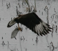 Carancho/Southern-crested Caracara Carancho/Southern-crested Caracara