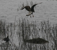 Carancho/Southern-crested Caracara Carancho/Southern-crested Caracara