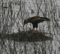 Carancho/Southern-crested Caracara Carancho/Southern-crested Caracara