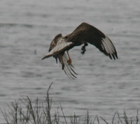 Carancho/Southern-crested Caracara Carancho/Southern-crested Caracara