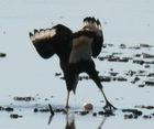 Carancho/Southern-crested Caracara Carancho/Southern-crested Caracara