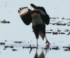 Carancho/Southern-crested Caracara Carancho/Southern-crested Caracara