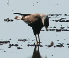 Carancho/Southern-crested Caracara Carancho/Southern-crested Caracara