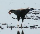 Carancho/Southern-crested Caracara Carancho/Southern-crested Caracara