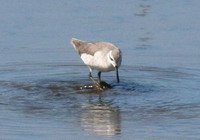 Falaropo común/Wilson's Phalarope Falaropo común/Wilson's Phalarope