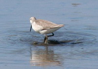 Falaropo común/Wilson's Phalarope Falaropo común/Wilson's Phalarope