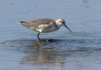 Falaropo común/Wilson's Phalarope Falaropo común/Wilson's Phalarope