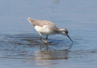 Falaropo común/Wilson's Phalarope Falaropo común/Wilson's Phalarope