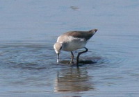 Falaropo común/Wilson's Phalarope Falaropo común/Wilson's Phalarope