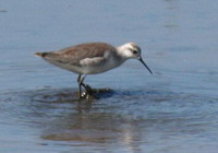 Falaropo común/Wilson's Phalarope Falaropo común/Wilson's Phalarope