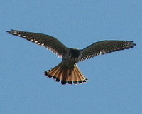 Halconcito colorado/American Kestrel Halconcito colorado/American Kestrel