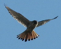 Halconcito colorado/American Kestrel Halconcito colorado/American Kestrel