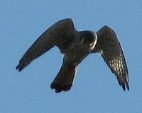 Halconcito colorado/American Kestrel Halconcito colorado/American Kestrel