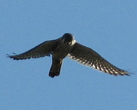 Halconcito colorado/American Kestrel Halconcito colorado/American Kestrel