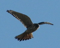 Halconcito colorado/American Kestrel Halconcito colorado/American Kestrel