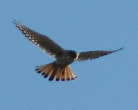 Halconcito colorado/American Kestrel Halconcito colorado/American Kestrel