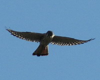 Halconcito colorado/American Kestrel Halconcito colorado/American Kestrel